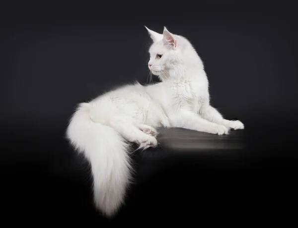 Biały kot Maine Coon na czarnym tle. — Zdjęcie stockowe