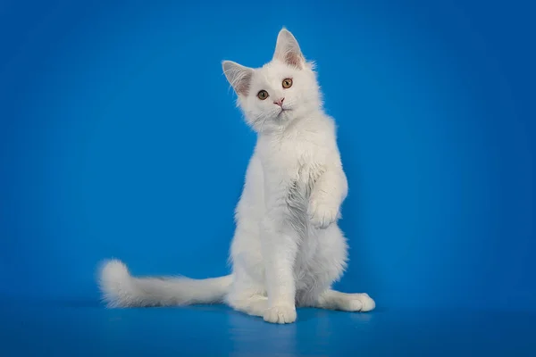 Białe słodkie kitten Maine Coon na tle studio. Kotek jest odtwarzany. — Zdjęcie stockowe