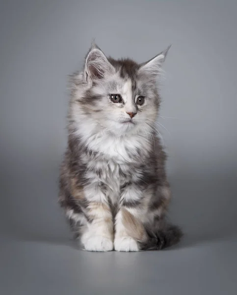 En søt kattunge på to måneder med grått rulleblad. . – stockfoto