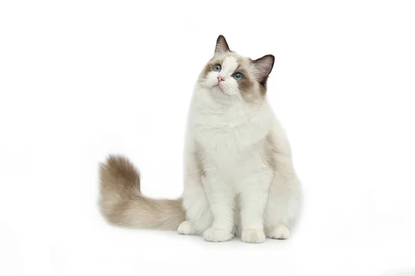 Rag boneca gato em um fundo branco . — Fotografia de Stock