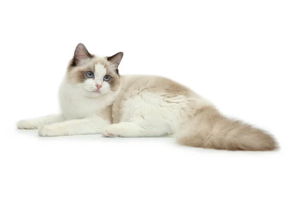 Rag doll cat on a white background. — Stock Photo, Image