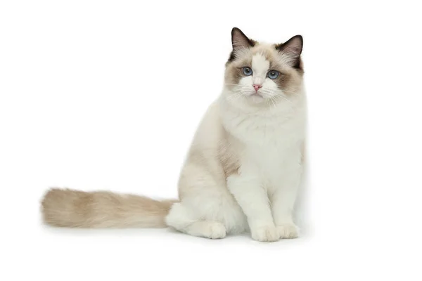 Rag doll cat on a white background. — Stock Photo, Image