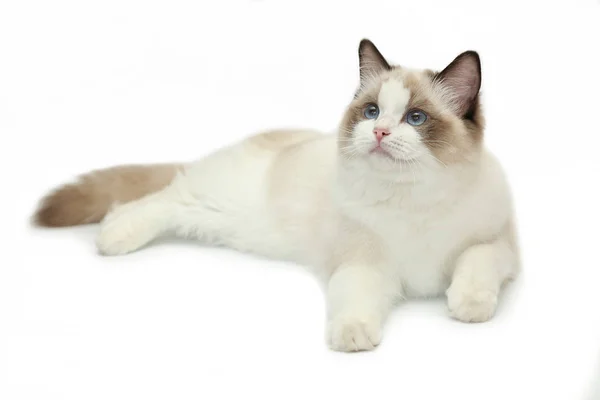 Rag doll cat on a white background. — Stock Photo, Image