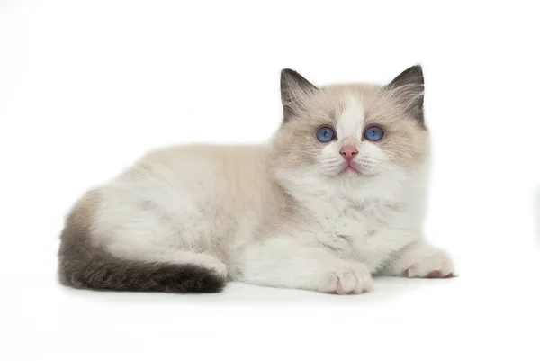 Muñeca de trapo gatito sobre un fondo blanco . —  Fotos de Stock