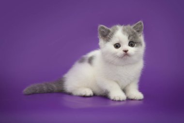 Stüdyo arka plan üzerinde küçük şirin kedi yavrusu