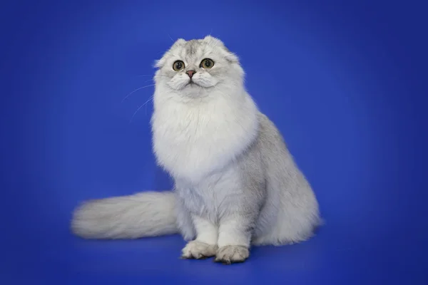 Белый кот шиншилла на голубом фоне — стоковое фото