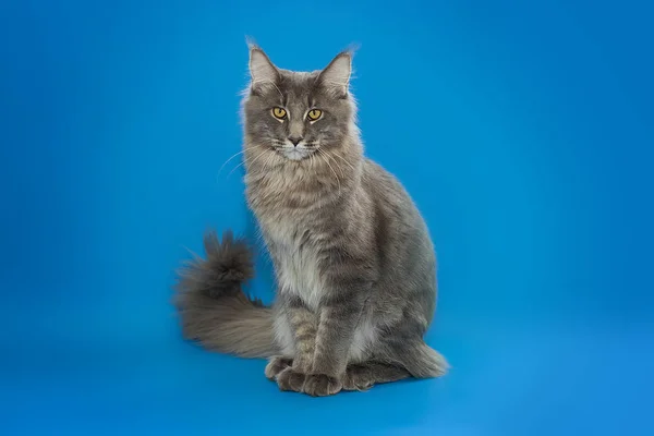 Gray Maine Coon sits on a blue background. — Stock Photo, Image