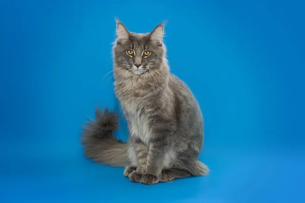 Cinza Maine Coon senta-se em um fundo azul . — Fotografia de Stock