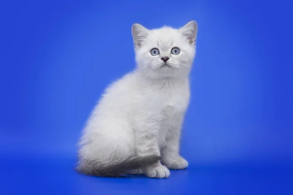 Mavi bir arka plan üzerinde mavi gözlü kedi — Stok fotoğraf