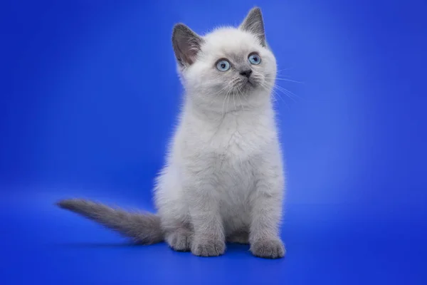 Gato con ojos azules sobre un fondo azul —  Fotos de Stock