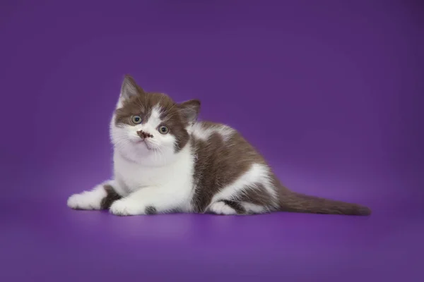 Stüdyo arka plan üzerinde küçük komik kedi yavrusu — Stok fotoğraf