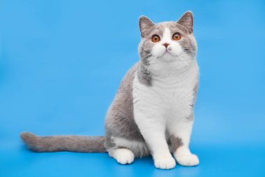 Mavi bir arka plan üzerinde kalın bicolor İngiliz kedi.