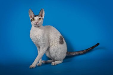 Mavi bir arka plan üzerinde poz Cornish Rex kedi