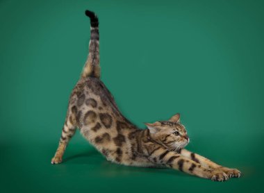 Bir yeşil studio arka plan üzerinde poz güzel ve komik bir Bengalli kedi.