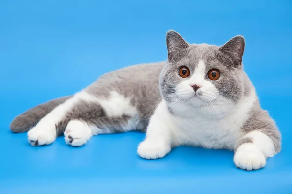 Mavi bir arka plan üzerinde kalın bicolor İngiliz kedi. — Stok fotoğraf