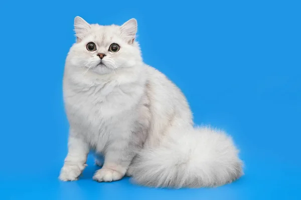 Белый пушистый красивый кот на студийном фоне — стоковое фото