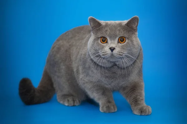 Hermoso gato británico en fondo de estudio —  Fotos de Stock