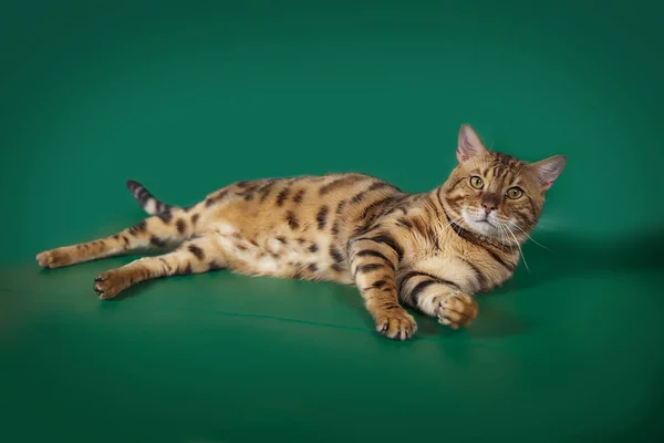 Hermoso Gato Bengalí Posando Sobre Fondo Estudio Verde — Foto de Stock