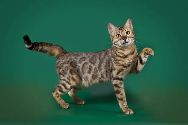 Hermoso Divertido Gato Bengalí Posando Sobre Fondo Estudio Verde — Foto de Stock