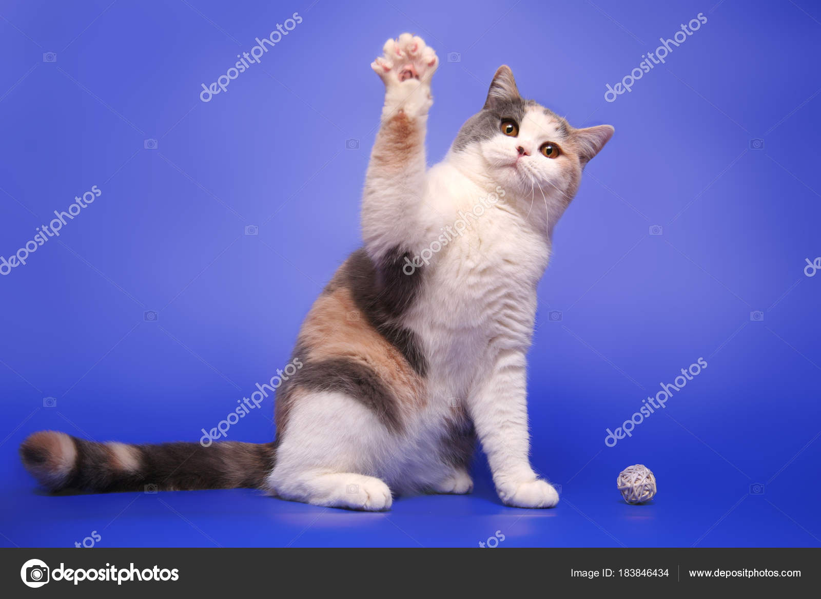 Cat on sale waving hi