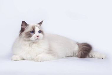Ragdoll kedi slies beyaz arka plan üzerinde
