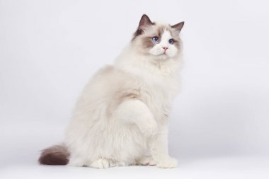 Beyaz bir arka plan üzerinde oturan Ragdoll kedi