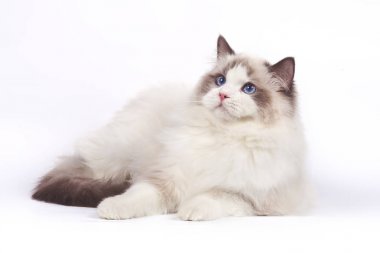 Ragdoll kedi beyaz artalan yatıyor