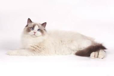 Ragdoll kedi, 6 ay yaşlı, önünde oturan arka plan mavi.