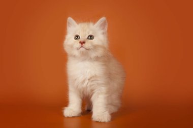 turuncu bir arka plan üzerinde şirin küçük kremsi kedi yavrusu