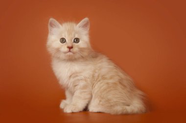 turuncu bir arka plan üzerinde şirin küçük kremsi kedi yavrusu