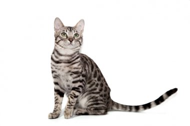 beyaz zemin üzerine Bengal kedisi