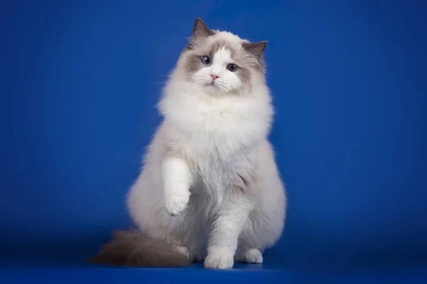 Ragdoll Kot Siedzi Przed Niebieskim Tle — Zdjęcie stockowe