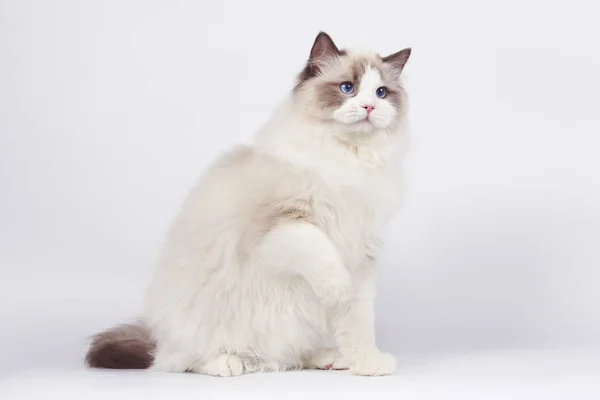 Тряпичная Кошка Сидит Белом Фоне — стоковое фото