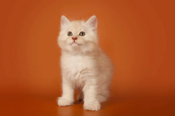 Søt Liten Kattunge Med Oransje Bakgrunn – stockfoto