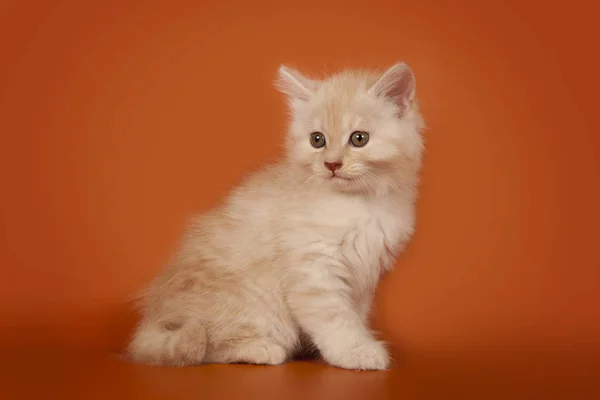 Turuncu Bir Arka Plan Üzerinde Şirin Küçük Kremsi Kedi Yavrusu — Stok fotoğraf