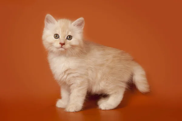 Turuncu Bir Arka Plan Üzerinde Şirin Küçük Kremsi Kedi Yavrusu — Stok fotoğraf