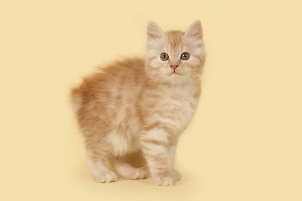 Stüdyo Arka Plan Üzerinde Şirin Küçük Kremsi Kedi Yavrusu — Stok fotoğraf