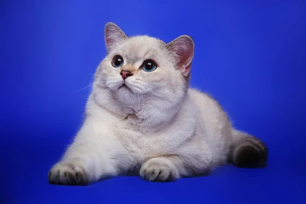 Gato Blanco Lindo Ojos Azules Sobre Fondo Estudio Azul —  Fotos de Stock