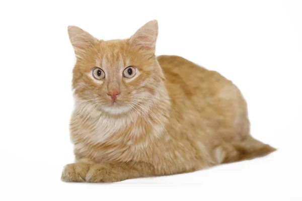 Beyaz arkaplanda kırmızı kedi — Stok fotoğraf