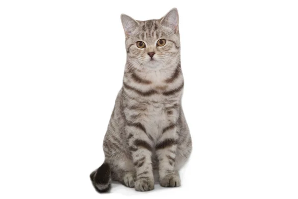 Tabby Katze auf weißem Hintergrund — Stockfoto