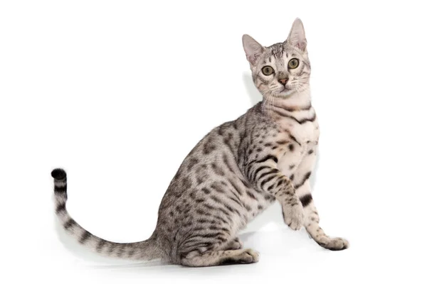 Bengalkatze Vor Weißem Hintergrund — Stockfoto