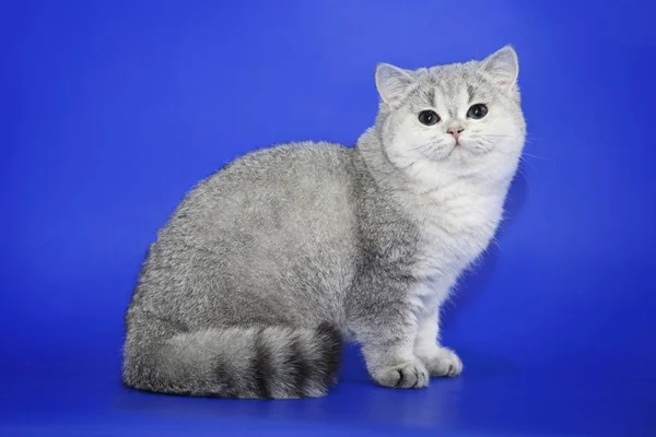 Beautiful Cat Studio Blue Background Chinchillar Short Haired Briton — Stock Photo, Image