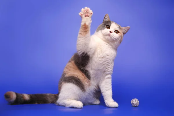 Funny Cute British Kitty Waving His Paw Blue Background — Stock Photo, Image
