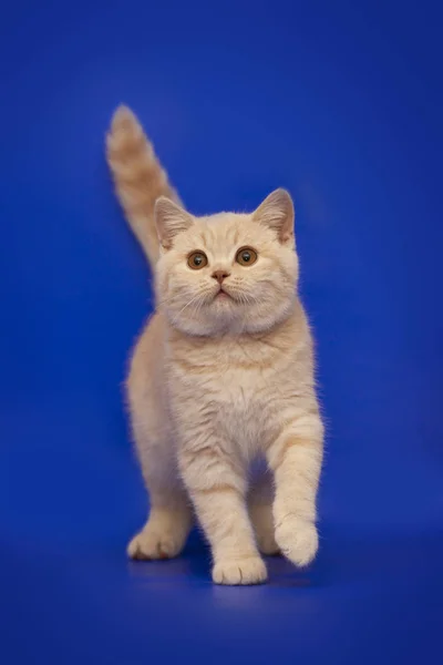 Mavi Bir Arka Plan Üzerinde Krem Şirin Kedi Yavru Kedi — Stok fotoğraf