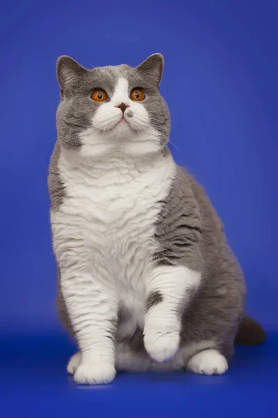 Gray Thick British Cat Blue Background — Stock Photo, Image