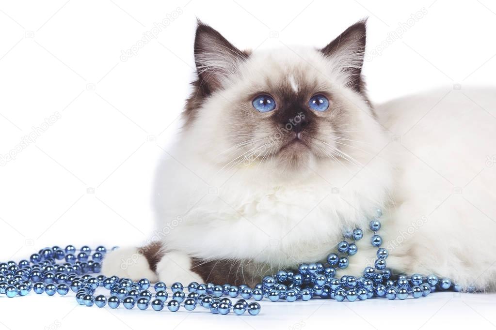 Ragdoll cat with blue eyes, with blue beads lies on a white background