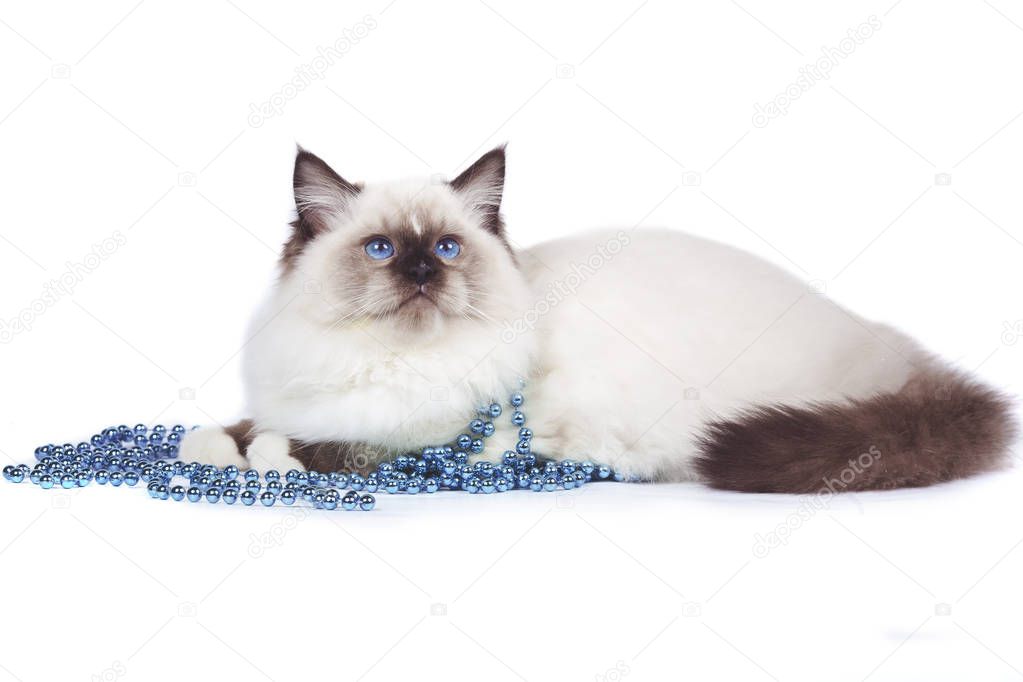 Ragdoll cat with blue eyes, with blue beads lies on a white background