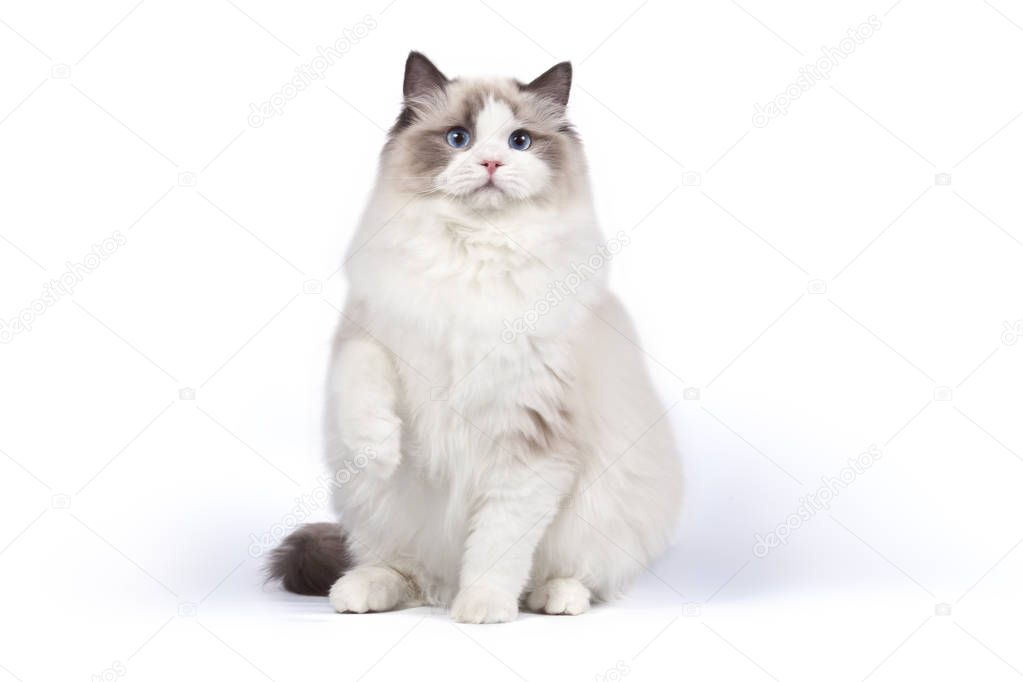 Ragdoll cat  sitting in front of white background