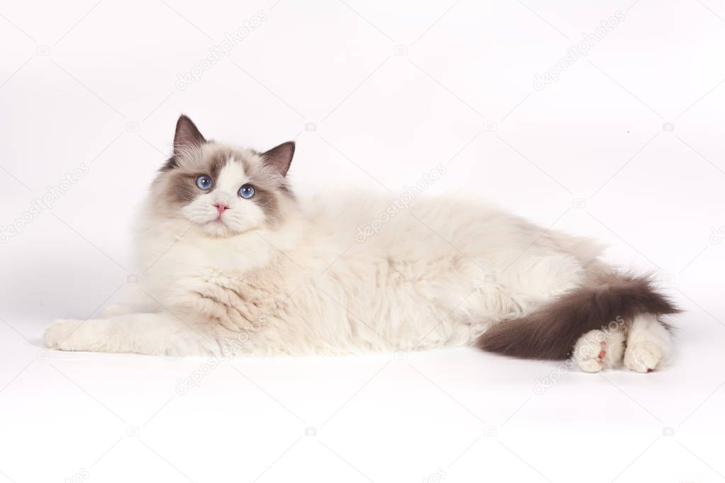Ragdoll cat, 6 months old, sitting in front of blue background