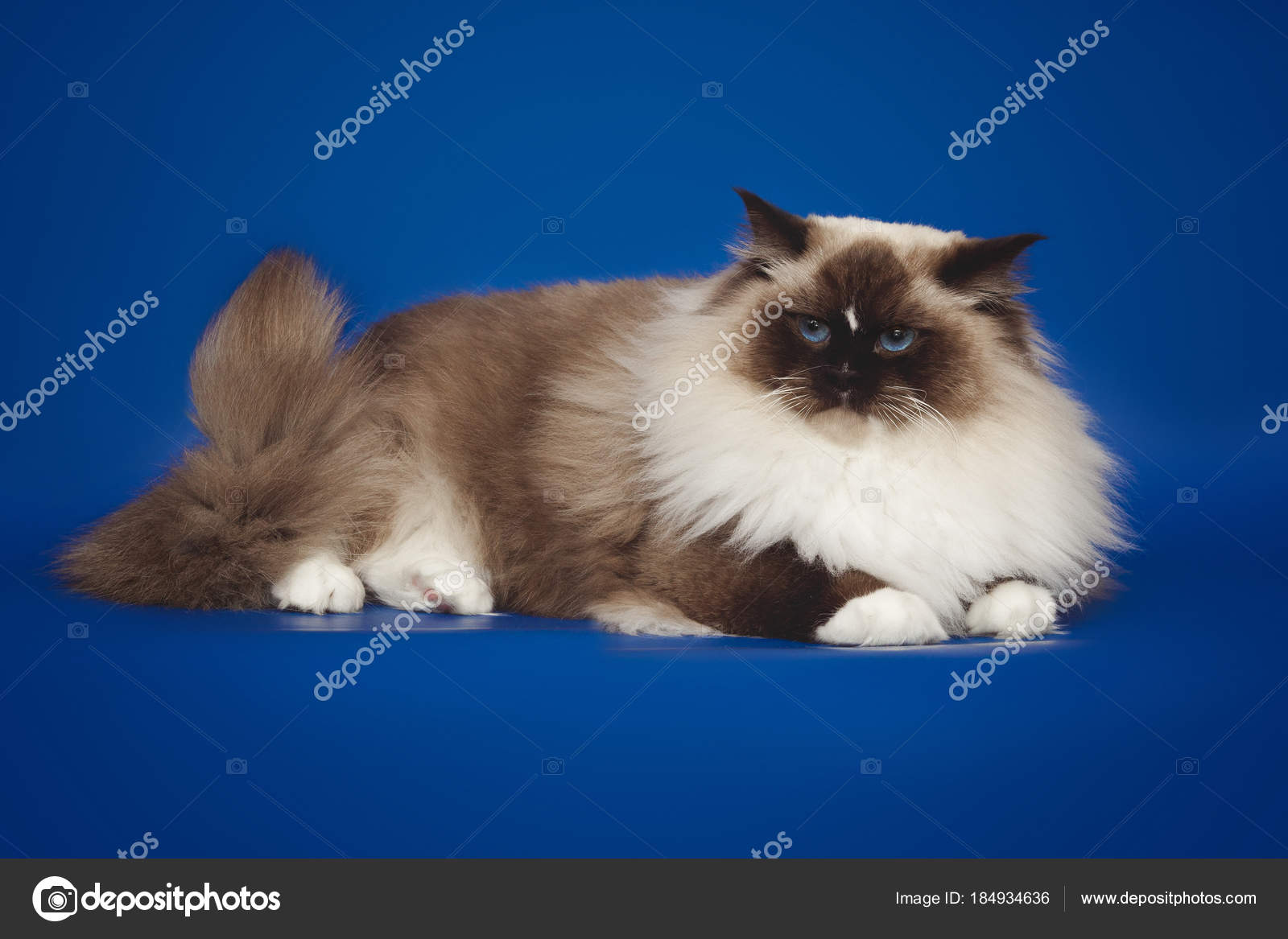 Puszysty Piękny Biały Kot Ragdoll Pozowanie Leżącego Na Tle Studio